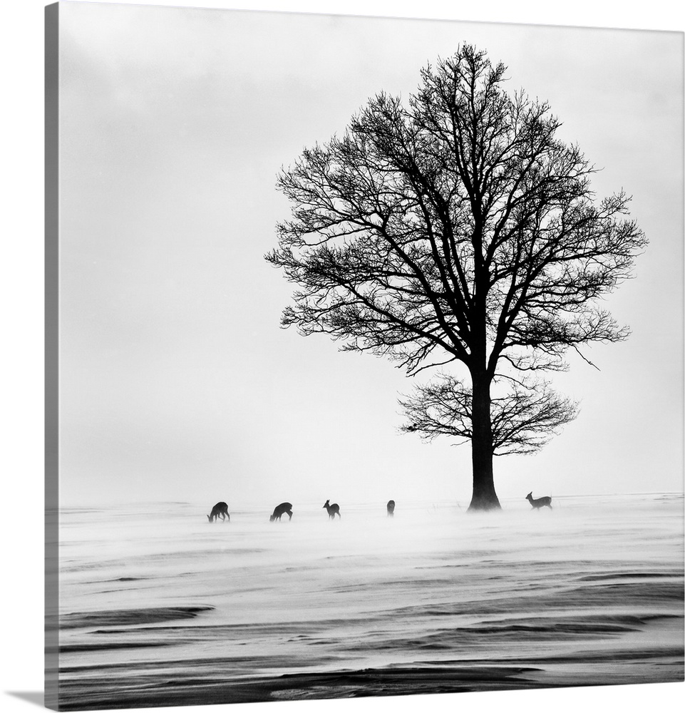 Roe deer under a tree in a winter landscape.