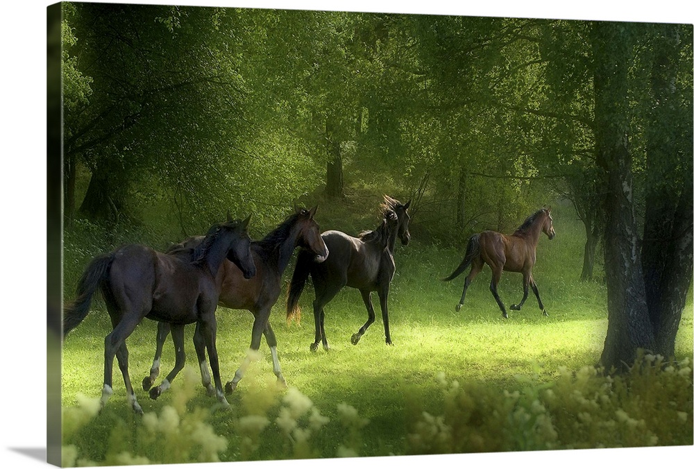 Four horses trotting in a green forest grove in Sweden.