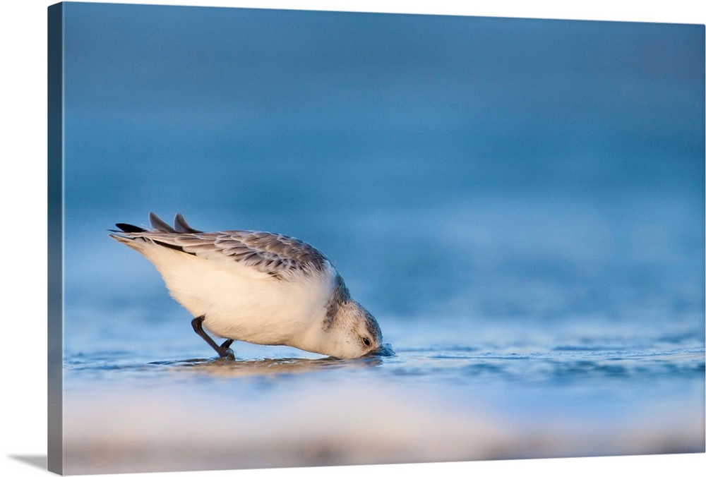 A little Sanderling bird digs into the sand in search of food.