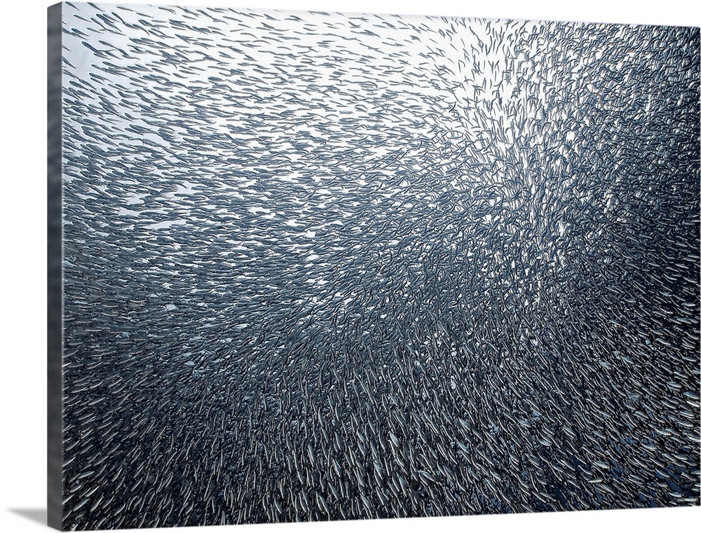 Underwater photo of a school of tiny silver sardines swimming closely together, resembling an exploding firework.
