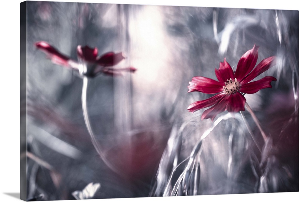 Red flowers against an abstract background.