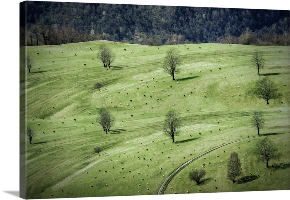 Rural landscape dotted with a pattern of sheep and trees.