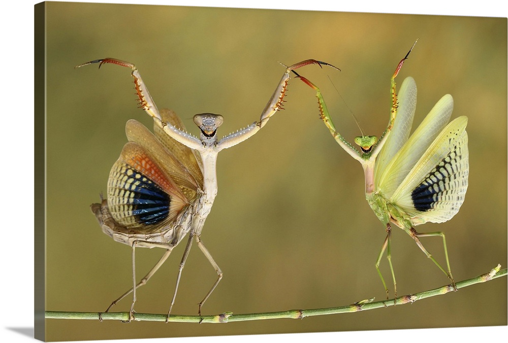 Two Praying Mantises raising their forelegs and spreading their wings on a branch.