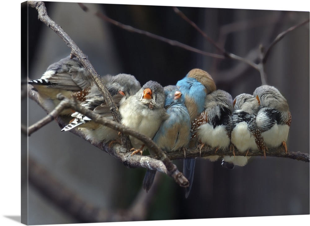 Several finches huddled together on a branch, taking a rest.