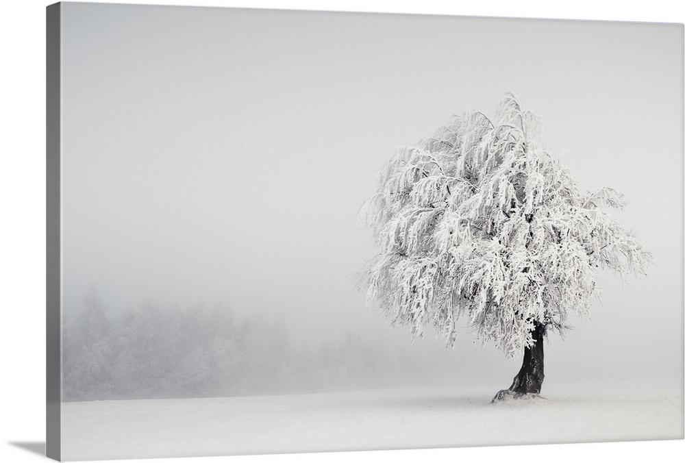 A lonely tree stands in a winter landscape, its branches heavy with snow.
