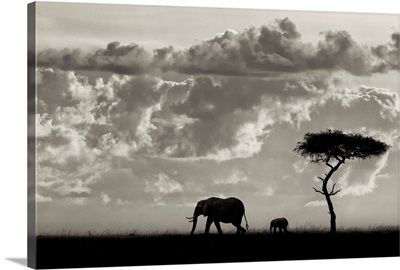 Silhouettes of Mara