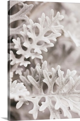 Silver Leaves