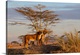 image thumbnail of Wildlife photograph of two lionesses in the savannah, Tanzania.