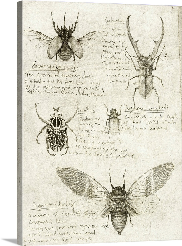 Sketches Of Beetles And Insects