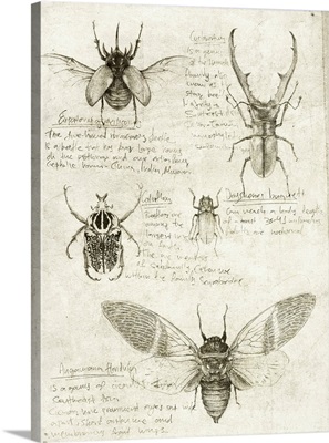 Sketches Of Beetles And Insects