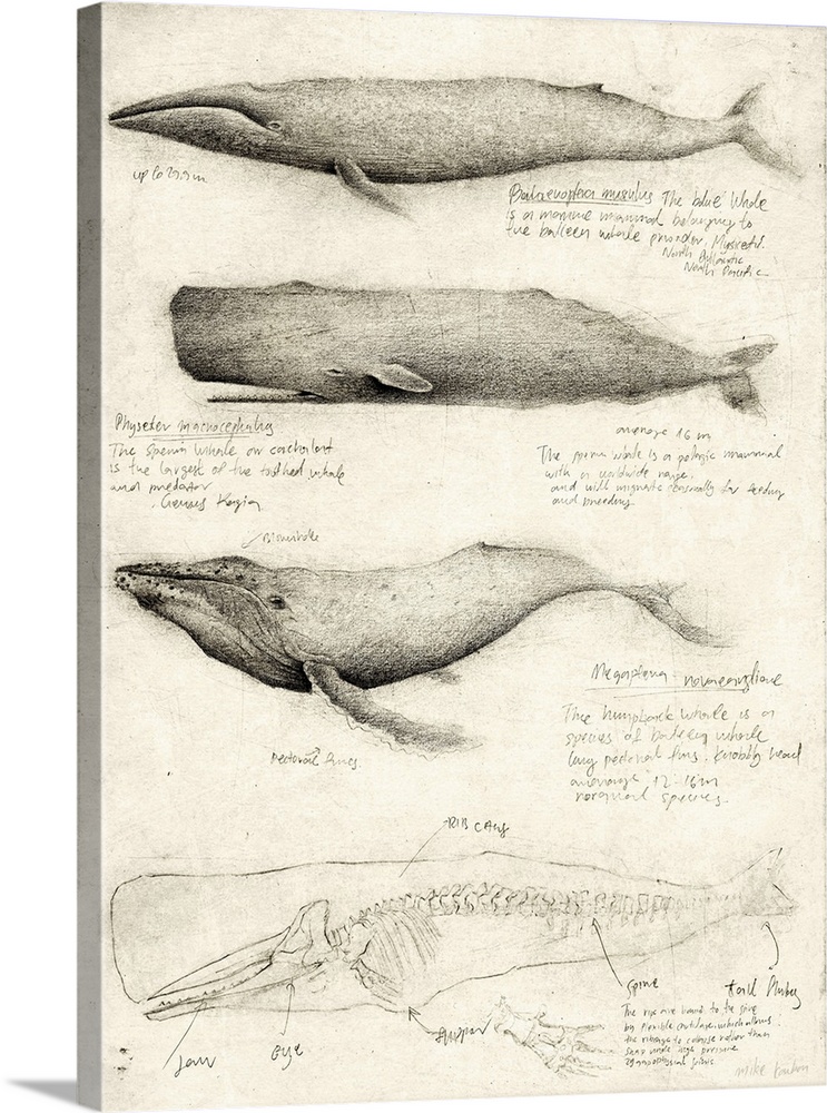 Sketches Of Various Whale