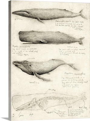 Sketches Of Various Whale