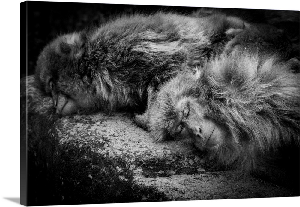 Two macaques sleeping peacefully on a rock.