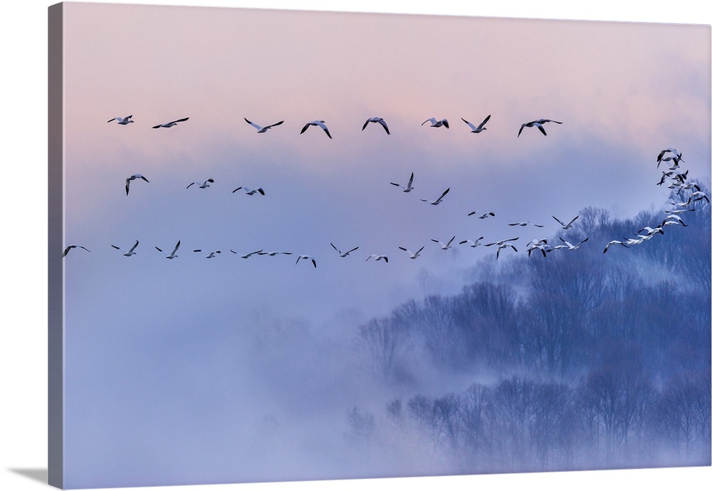 Snow Geese