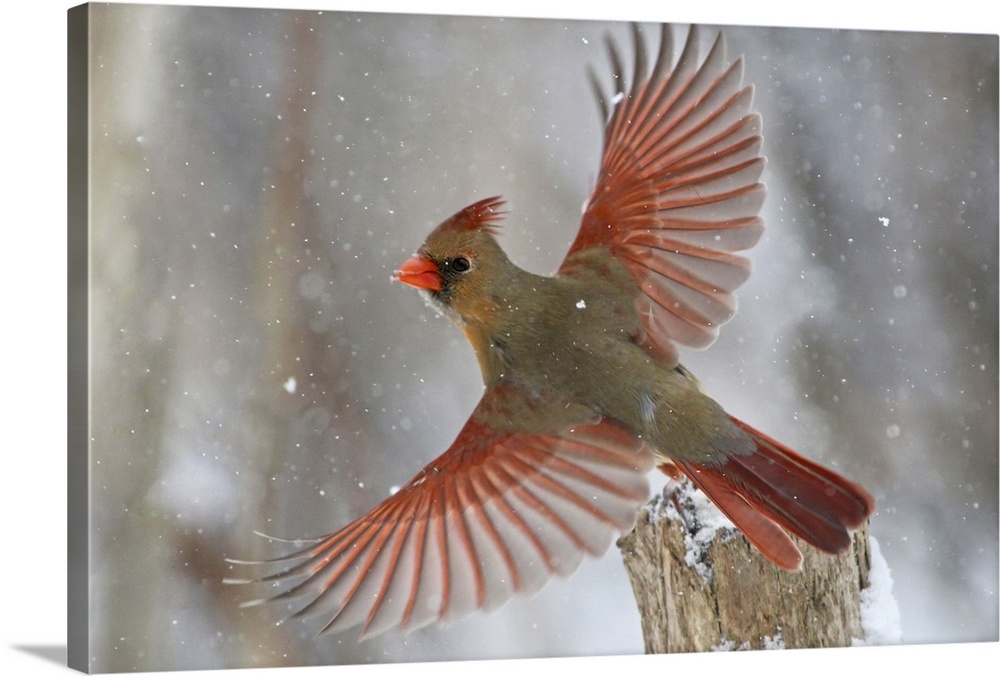 A female Northern Cardinal takes flight in a light snowfall.