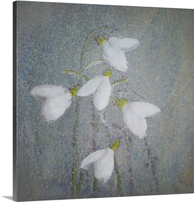 Snowdrops