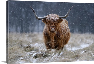 Snowy Highland Cow