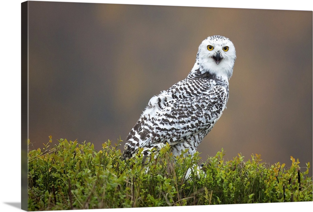 A snowy owl calling and staring with large yellow eyes.