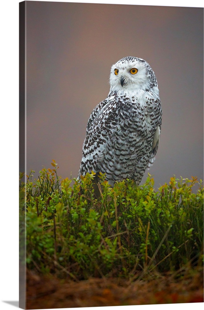 Snowy Owl