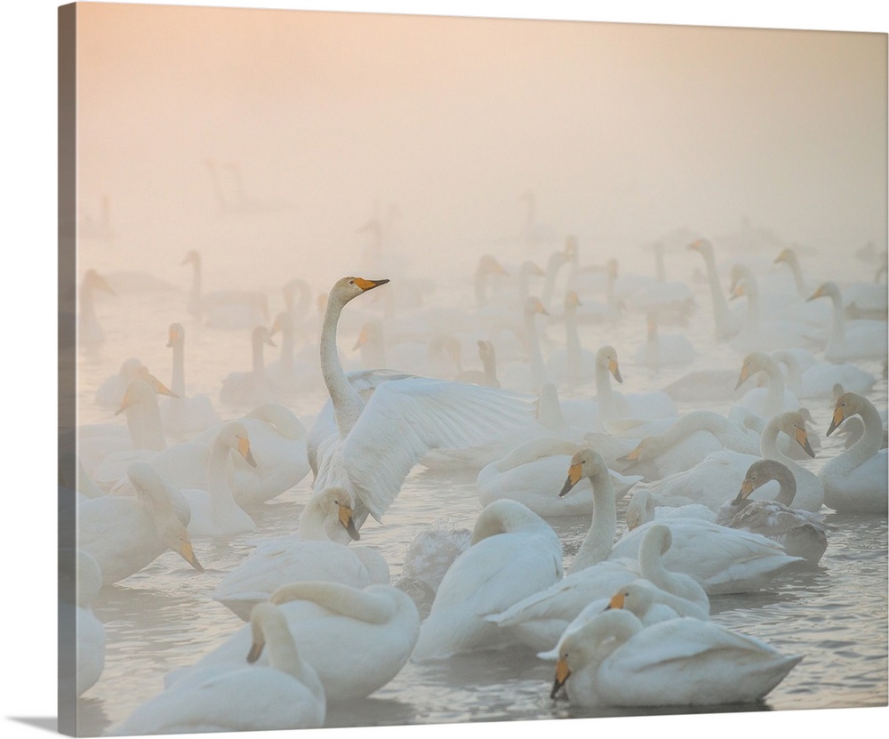 A flock of Whooper Swans on the water in the morning mist.