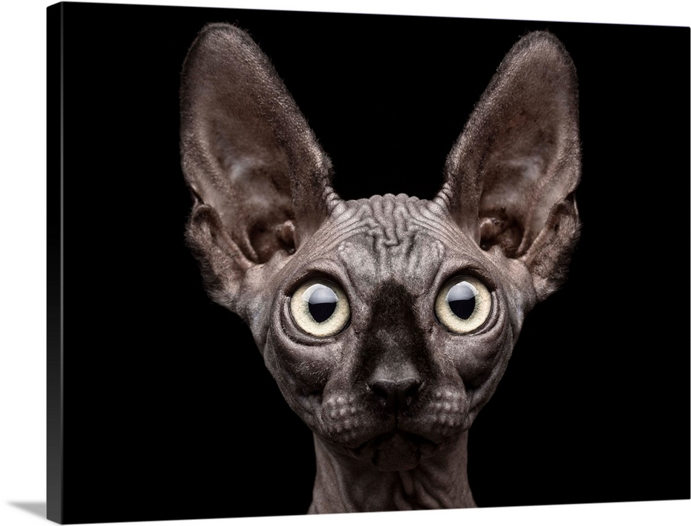 Portrait of a hairless Sphynx cat with large eyes.