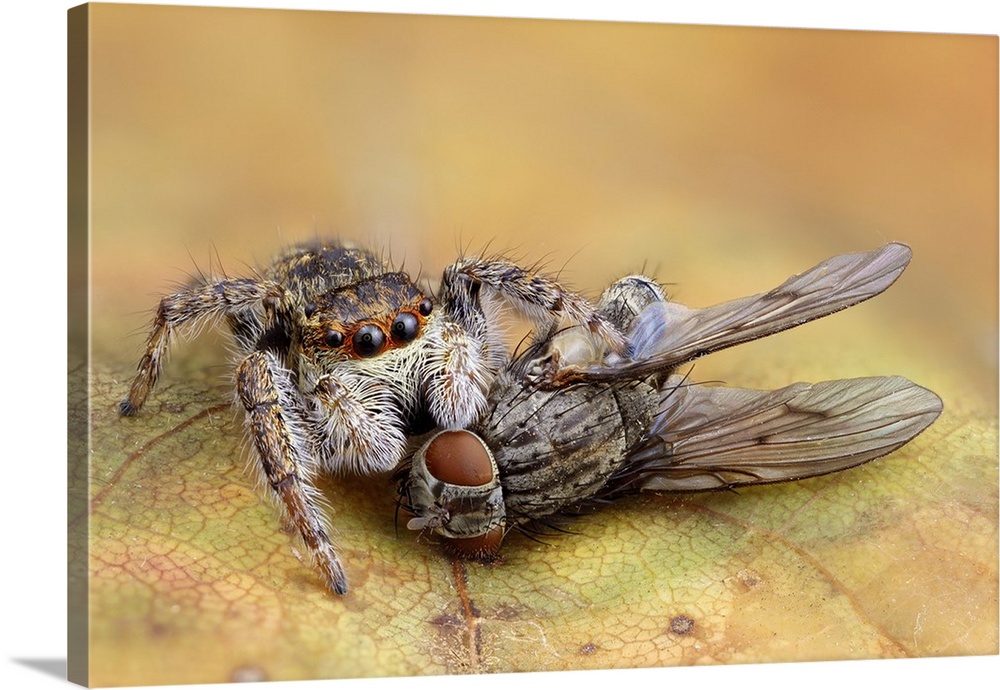 Extreme macro photo of a spider eating a fly.