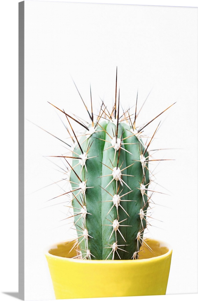 https://static.greatbigcanvas.com/images/singlecanvas_thick_none/1x/spikey-cactus,2962103.jpg