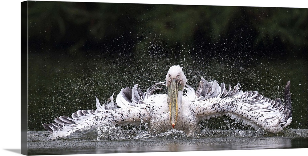 Pelican splashing in the water, with long awkward wings.