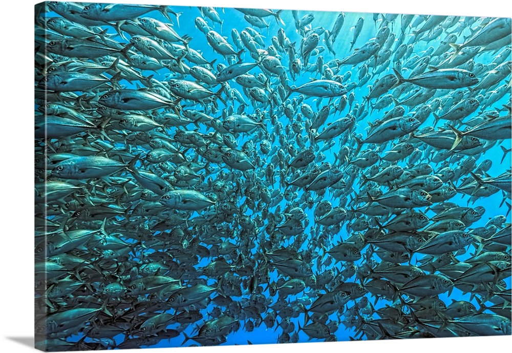 Schooling Jackfishes (Bigeye Trevally, Caranx sexfasciatus) split and rush frontally towards the underwater photographer. ...