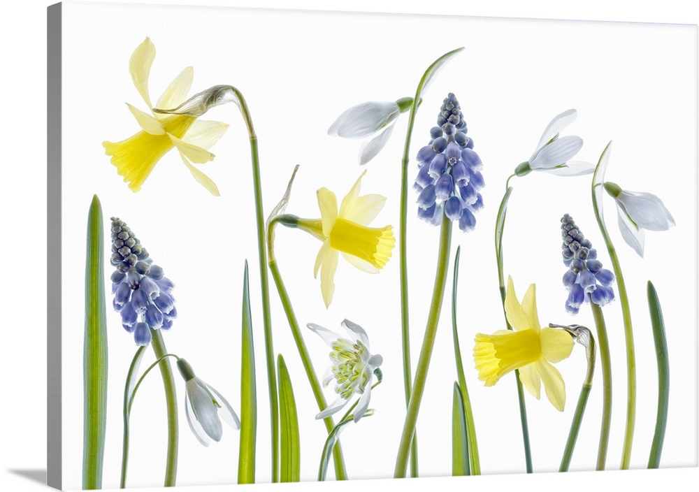 Daffodils and hyacinth flowers on a white background.