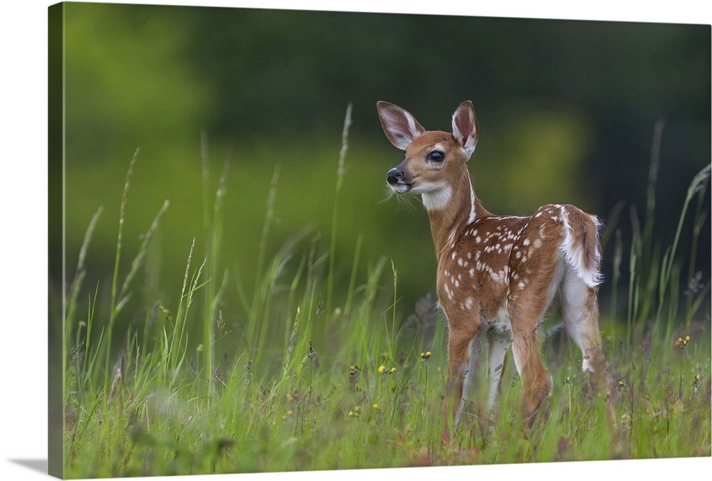 A young fawn with spots standing in tall grass.