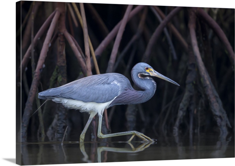 A tricolored heron walking among tree roots in the water.
