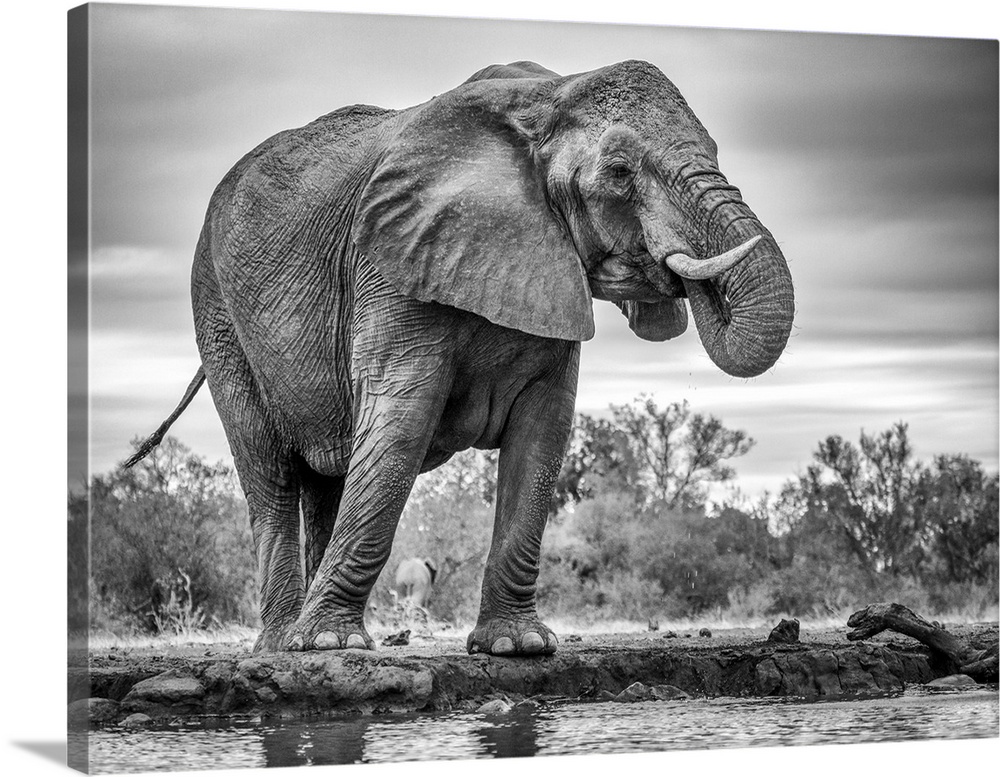 A giant African elephant standing in front of water taking a drink.