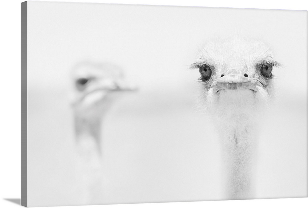 A close-up portrait of an ostrich giving a look of unhappiness with another ostrich in the background.
