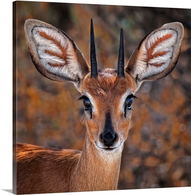 Steenbok, One Of The Smallest Antelope In The World