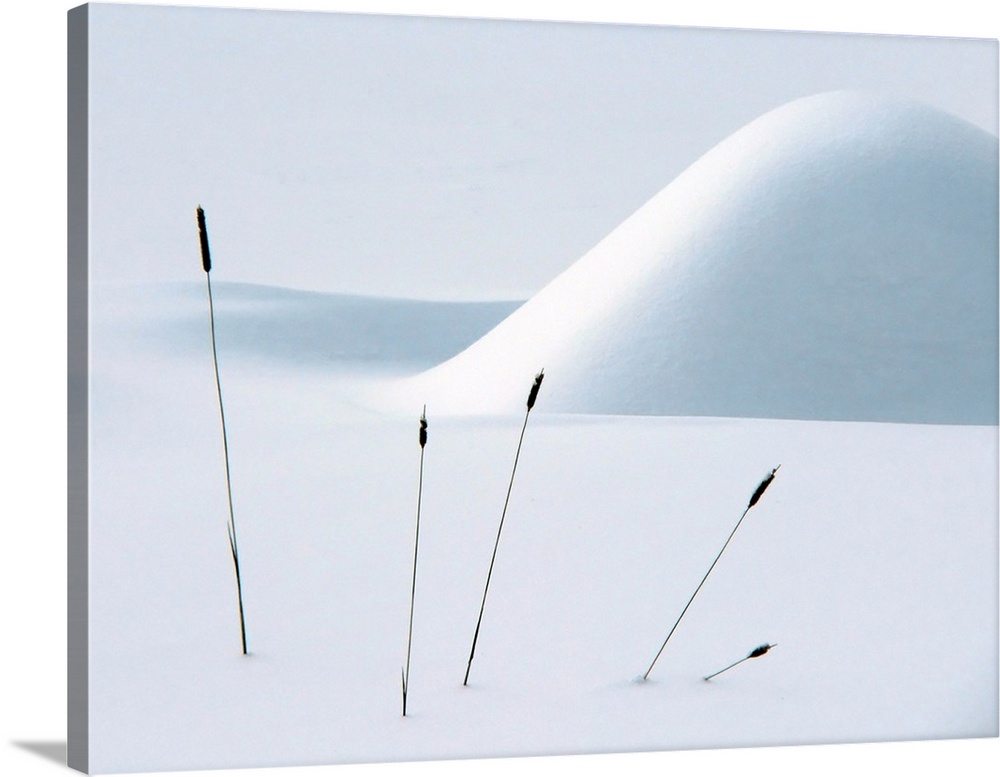 Dark cattail reeds poking out of a heavy blanket of snow in the winter.