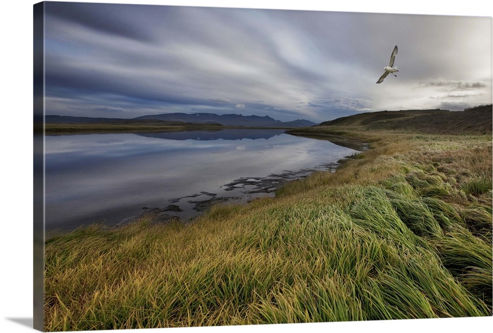 A shore bird flies over a windswept Icelandic landscape.