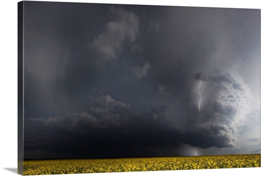 Dark storm clouds with lightning looming over a canola field.