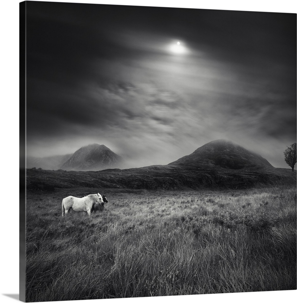 Black and white image of two horses standing a field with the sun shining through the clouds overhead.