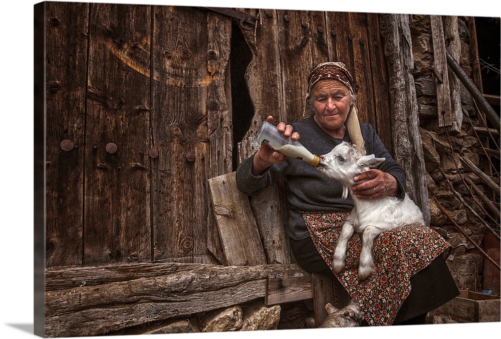 A portrait of an old woman feeding a young goat.