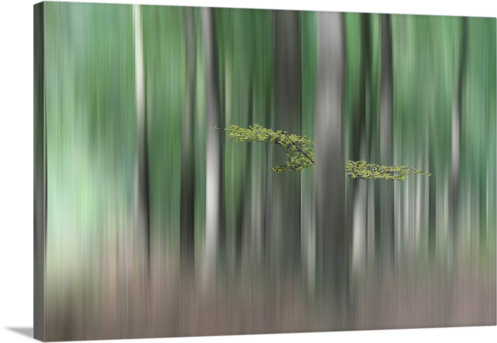 Blurred motion image of a forest in the Netherlands.