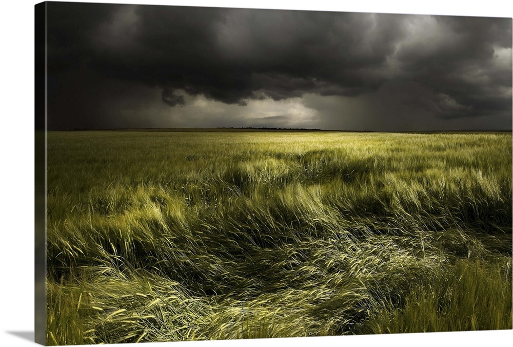 Wind blowing  through a field in Germany, with dark clouds overhead.