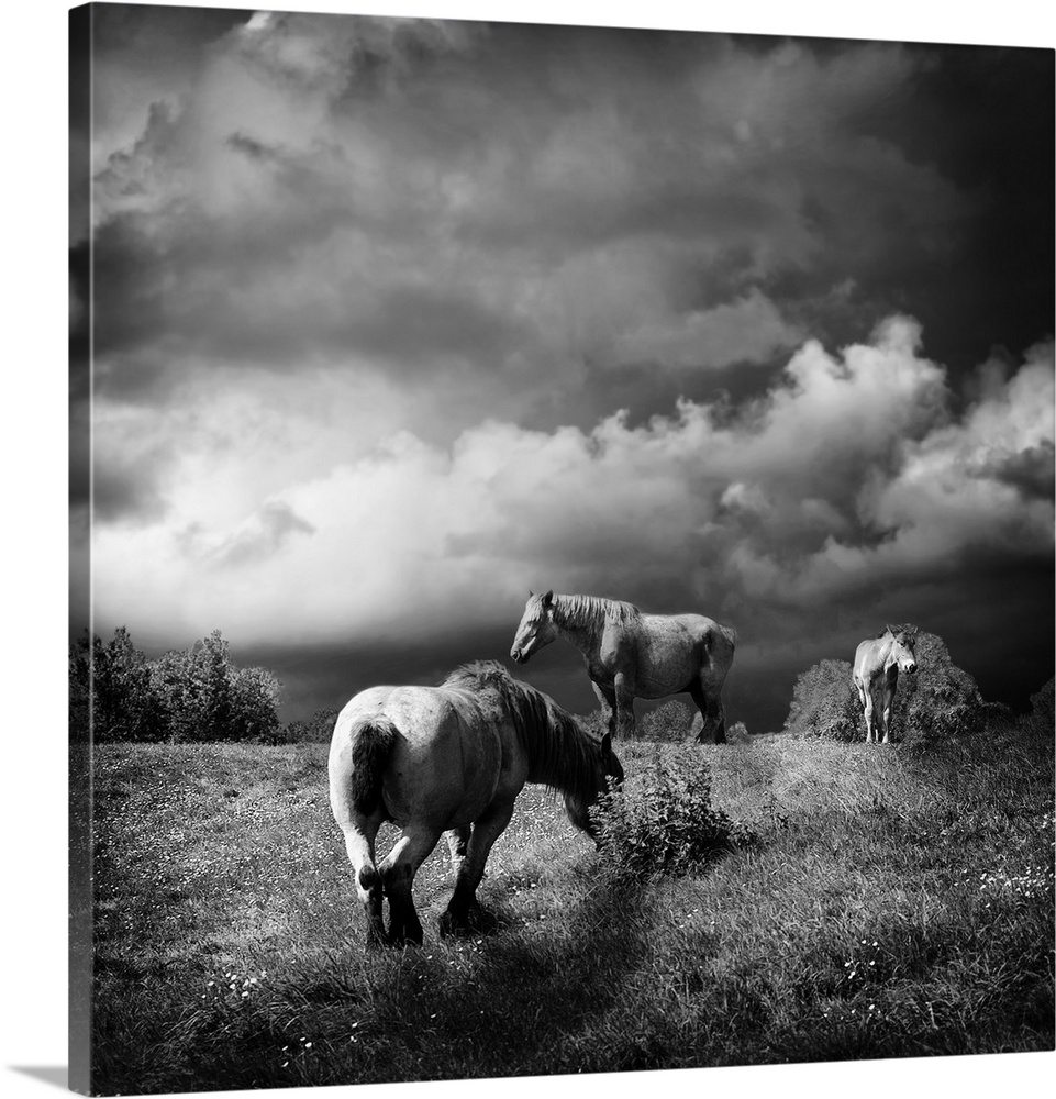 Horses grazing in a field under a cloudy sky.