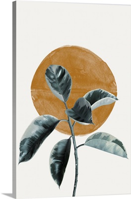 Sun And Ficus