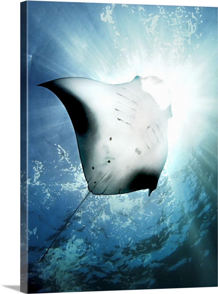 Stunning image of a manta ray with sunlight shining through the surface of the water.