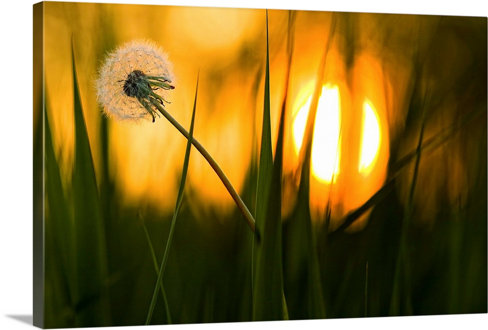A dandelion flower full of seeds sways in the wind, with the setting sun in the distance.