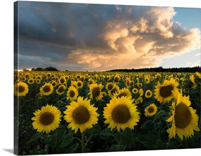 Sunflowers In Sweden
