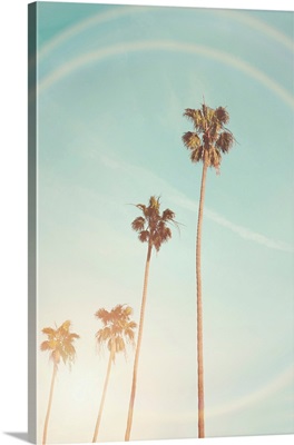 Sunny Cali Palm Tree