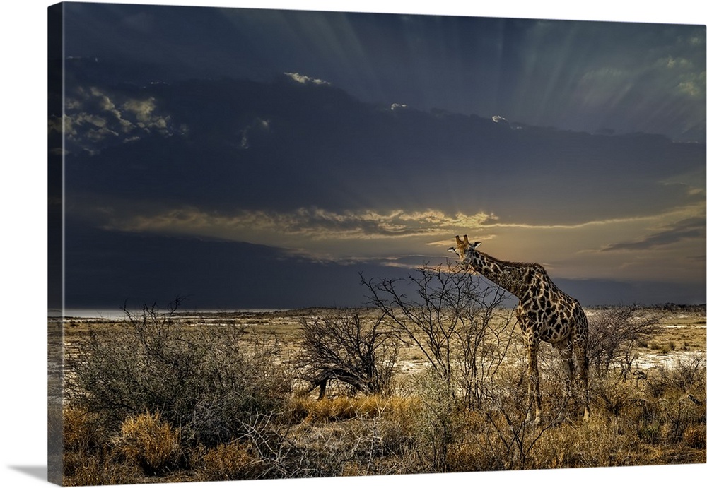 A lone giraffe walks along the African plains in search of something.