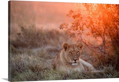 Sunset Lioness
